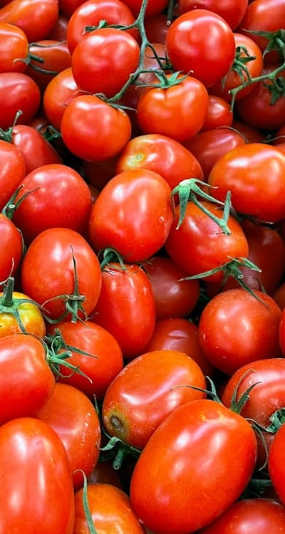 Determining tomato seed viability and factors affecting it.