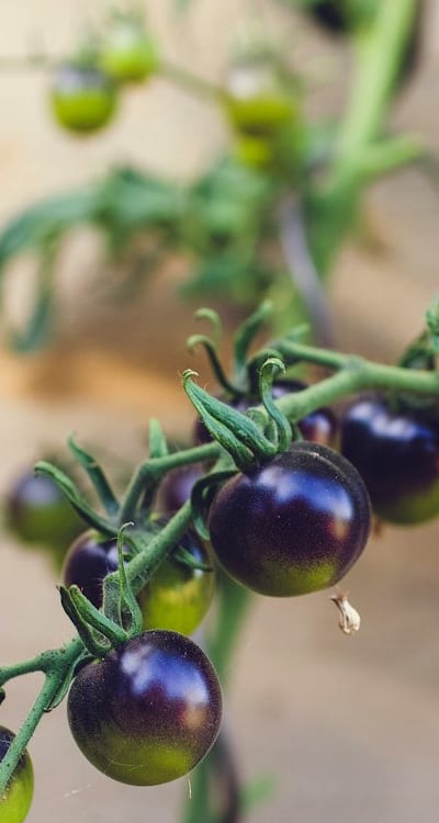 Fermenting tomato seeds, Removing gelatinous coating for germination.