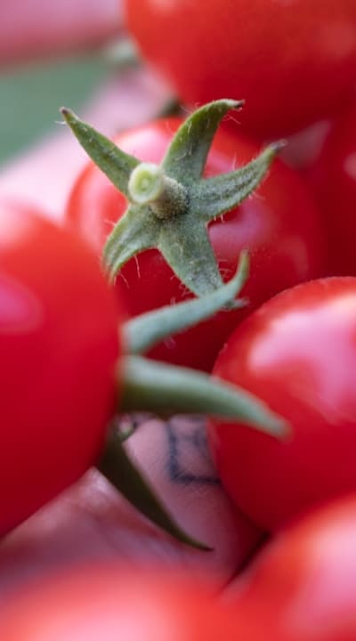 Pruning, Supporting determinate tomato plants improves fruit production and prevents diseases.