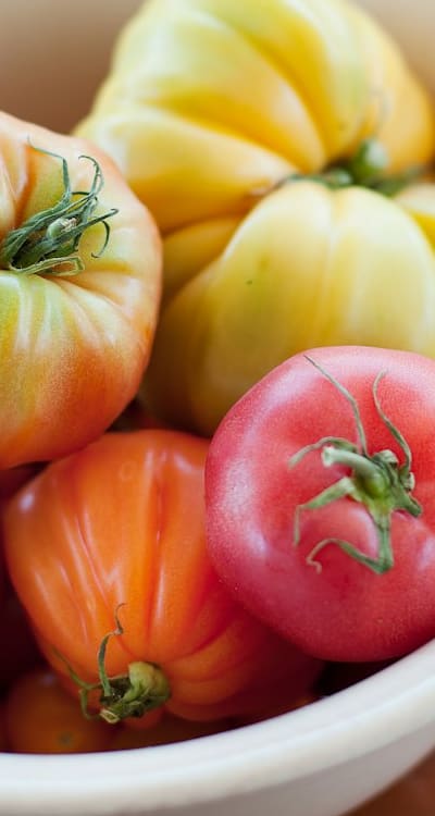 Harvesting determinate tomatoes