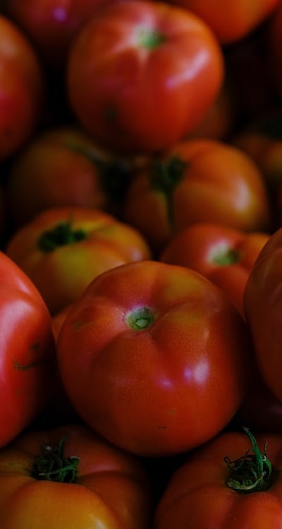 Alt text: A variety of tomatoes ready for picking in a garden.