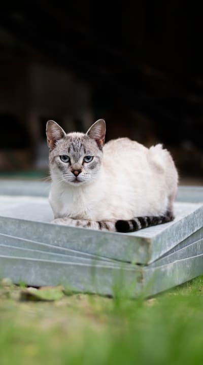 Tomato seedlings sprinkled with cinnamon powder