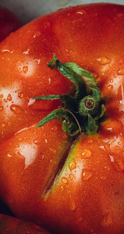 Harvesting ripe tomatoes for a mouthwatering feast