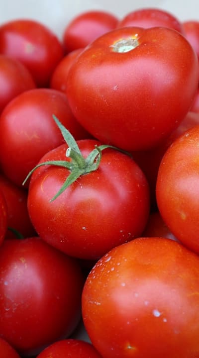 Choosing healthy and ripe tomatoes for seed saving.