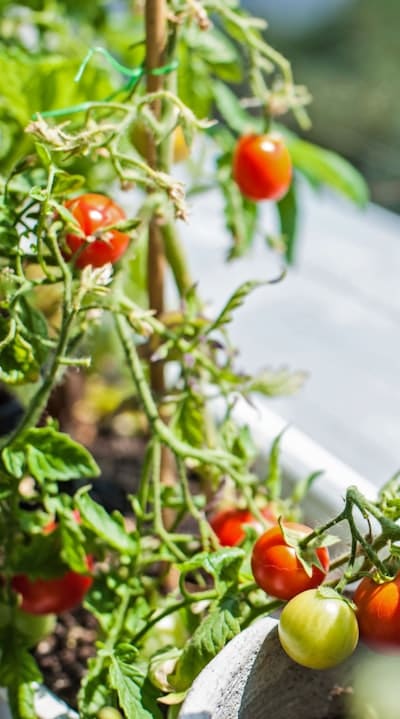 Vibrant tomatoes bursting with flavor and color.