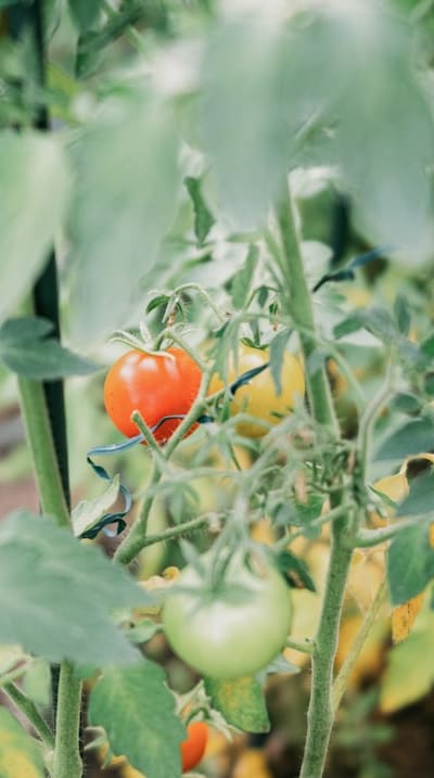 Image of a ripe tomato and a handful of tomato seeds.