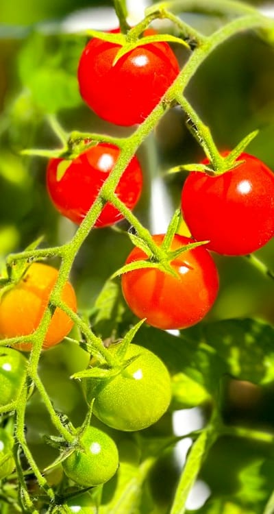 Mature heirloom tomato ready for harvesting.