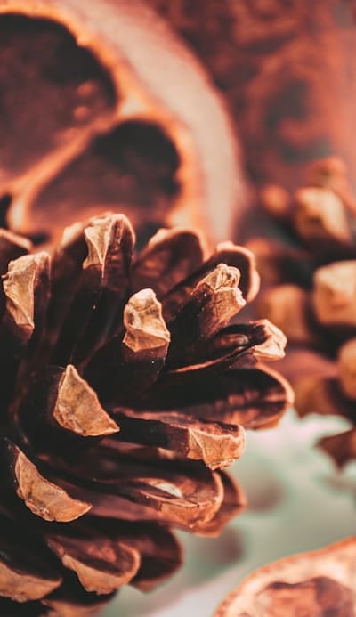 Alt Text: A collection of colorful heirloom tomatoes, perfect for seed saving.