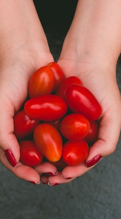 Harvesting fresh homegrown tomatoes from the vine.