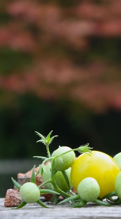 Starting tomatoes from seed: a rewarding organic practice.
