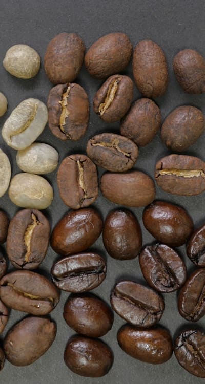 A trellis supporting climbing bean plants