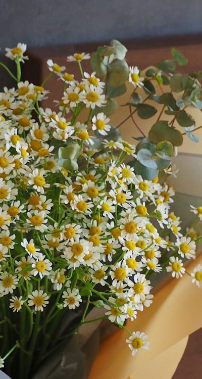 Sturdy trellis provides support for tall biennial flowers.