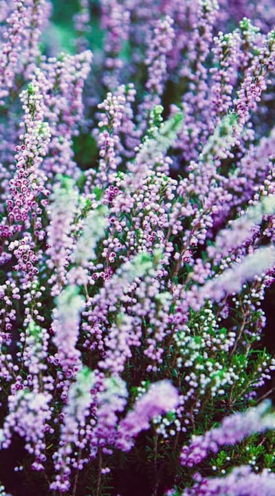 A well-prepared trellis ensures stunning blossoms.