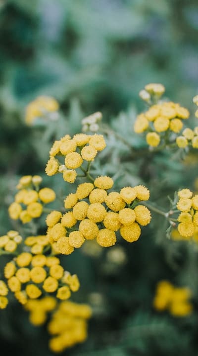 Health and fragrance of plants on trellis garden.
