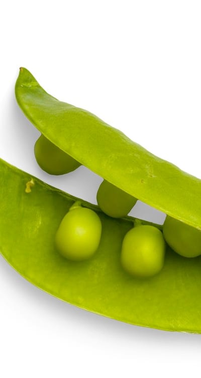 Aesthetic trellis adds beauty and support to your garden