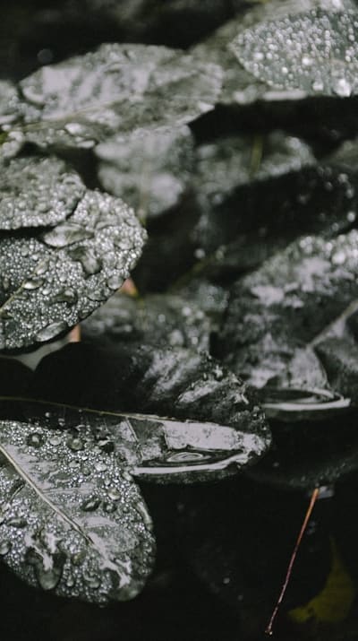 Trellis, Pea plants growing on a support