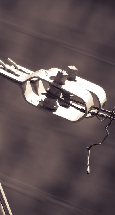 Pea plants growing on a trellis