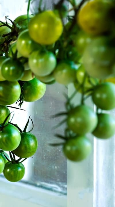 Properly support and train your climbing plants.