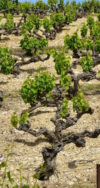 Training vines against trellis for effective growth
