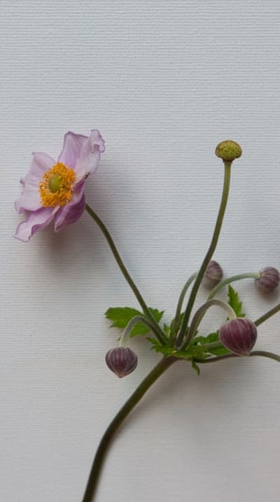 Pruning climbers for vibrant blooms in garden