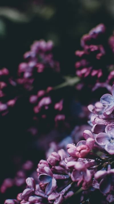 A beautiful trellis covered in fragrant climbing flowers.