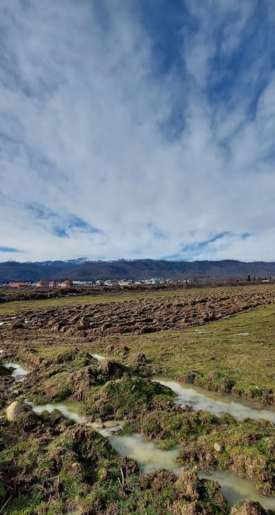 A guide to selecting fragrant flower seeds for trellises