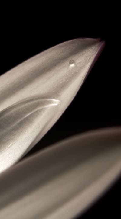 Fragrant flowers growing on trellises and arbors.