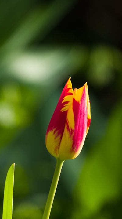 Fall flowering bulbs: Tulips, Lilies, Alliums