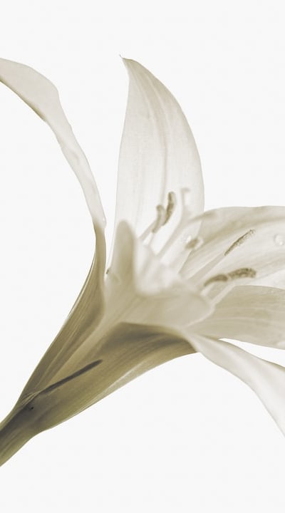 Colorful tulips bring joy and renewal to gardens.