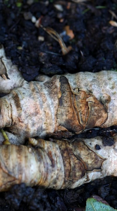 Planting annual flowers from seeds in urns.