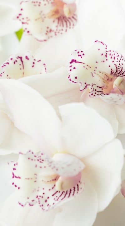 Arranging cut flowers: showcasing your gardens beauty.