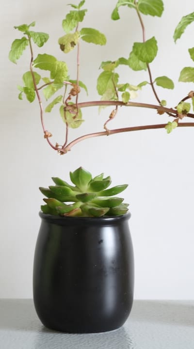 Alt text: A beautiful vase filled with blooming irises