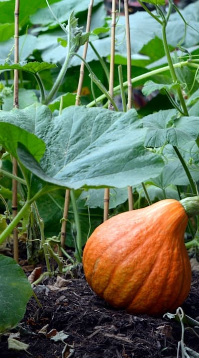 Proper care and maintenance for healthy salad crops.