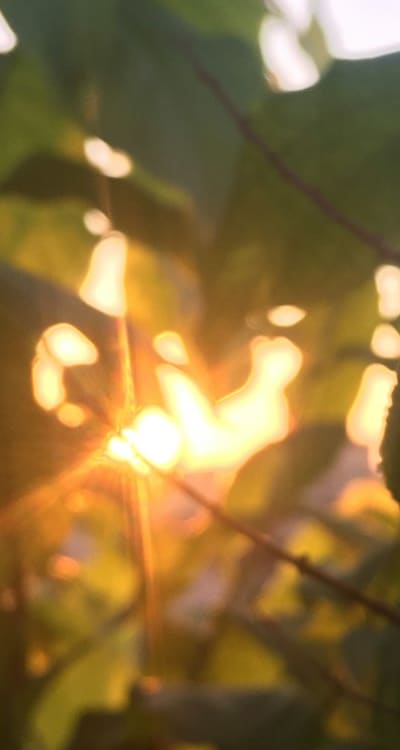 Clearing the area before sowing wildflower seeds