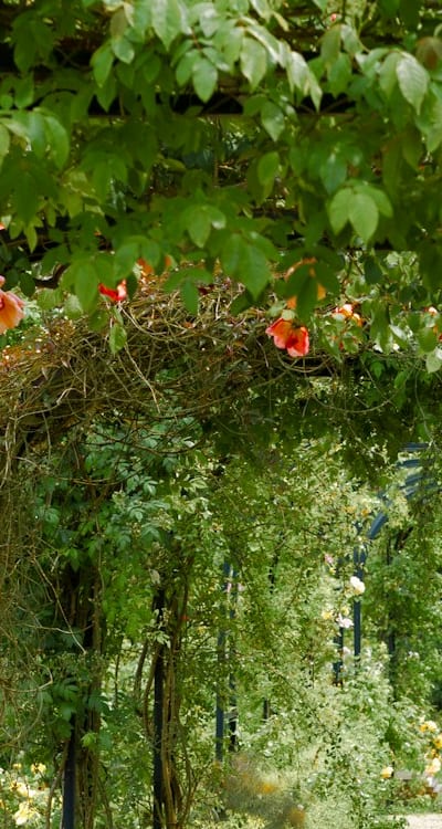 Alt text: A vertical trellis covered with vibrant green pea vines.