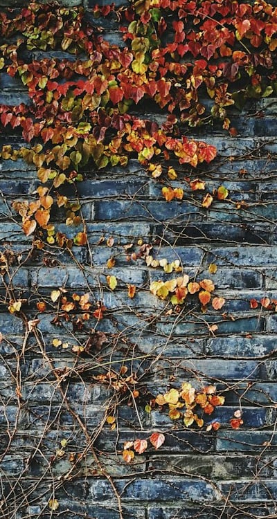 Pruning vine plants for healthy and productive growth.