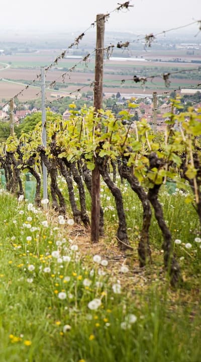 Pruning a vine for desired shape and size.