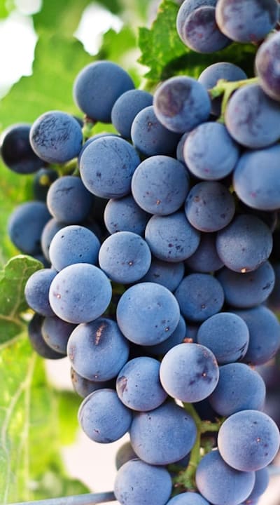 Harvesting the bountiful fruits from vine plants.