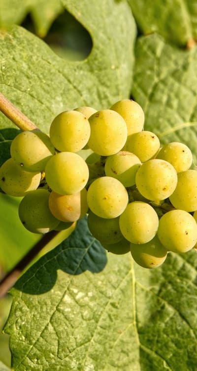 Start your own vine plants from seeds for a wider variety.