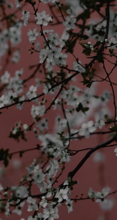 Pruning vines: a vital practice for healthier plants.