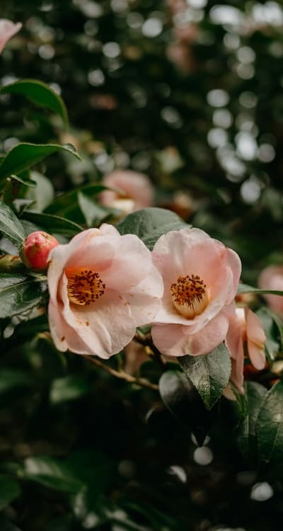 A guide to pruning different types of vines.