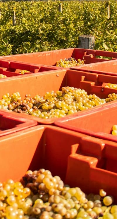 Harvested fruits hanging from mature vine