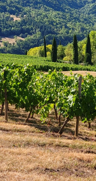 Pruning and training techniques for healthy vine growth.