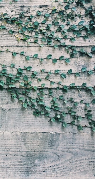 Pruning vines to control size and shape.