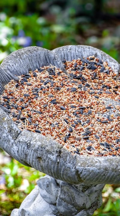 Choosing the right seeds for your vine garden