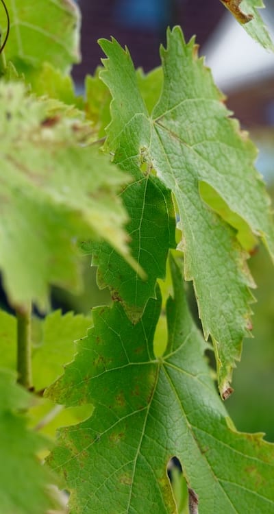 Step-by-step guide to starting vines from seeds