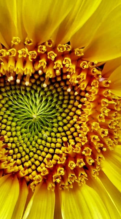 Growing annual vines from seeds adds beauty to your garden.