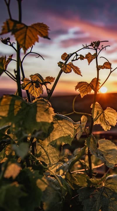 Maximizing garden space with vertical-growing annual vines.