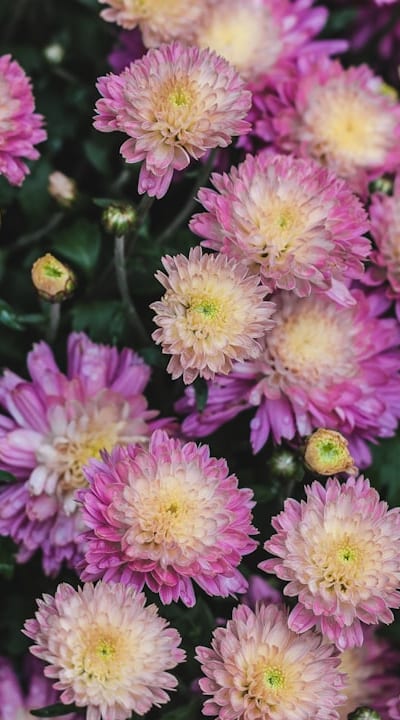 Vibrant Violas bring burst of color and cheerfulness.