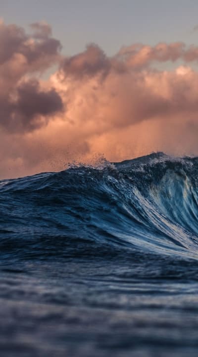 Proper watering is crucial for healthy bean seeds.